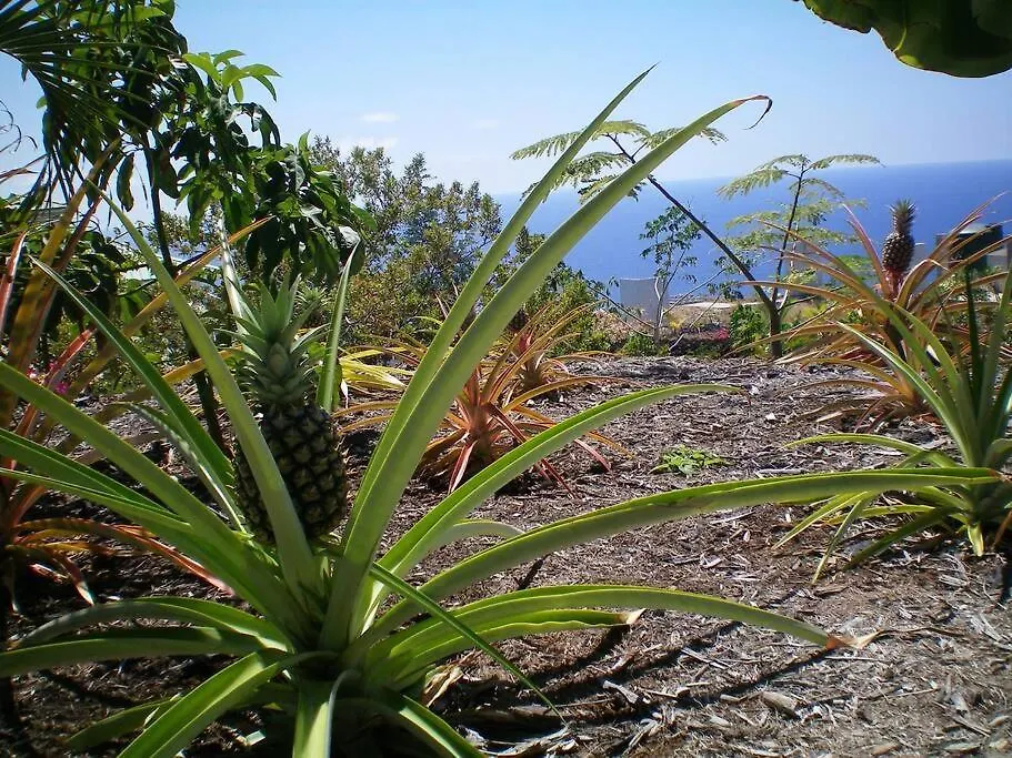 The Pineapple Express Hot Tub Volcano 65 Mi Away Papa Bay United States